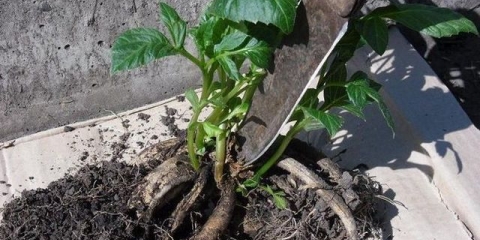 Kako hraniti dalije za obilno cvjetanje